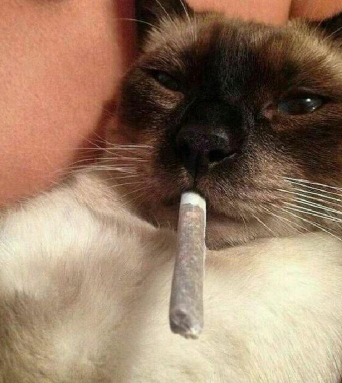 gatofumando.jpg